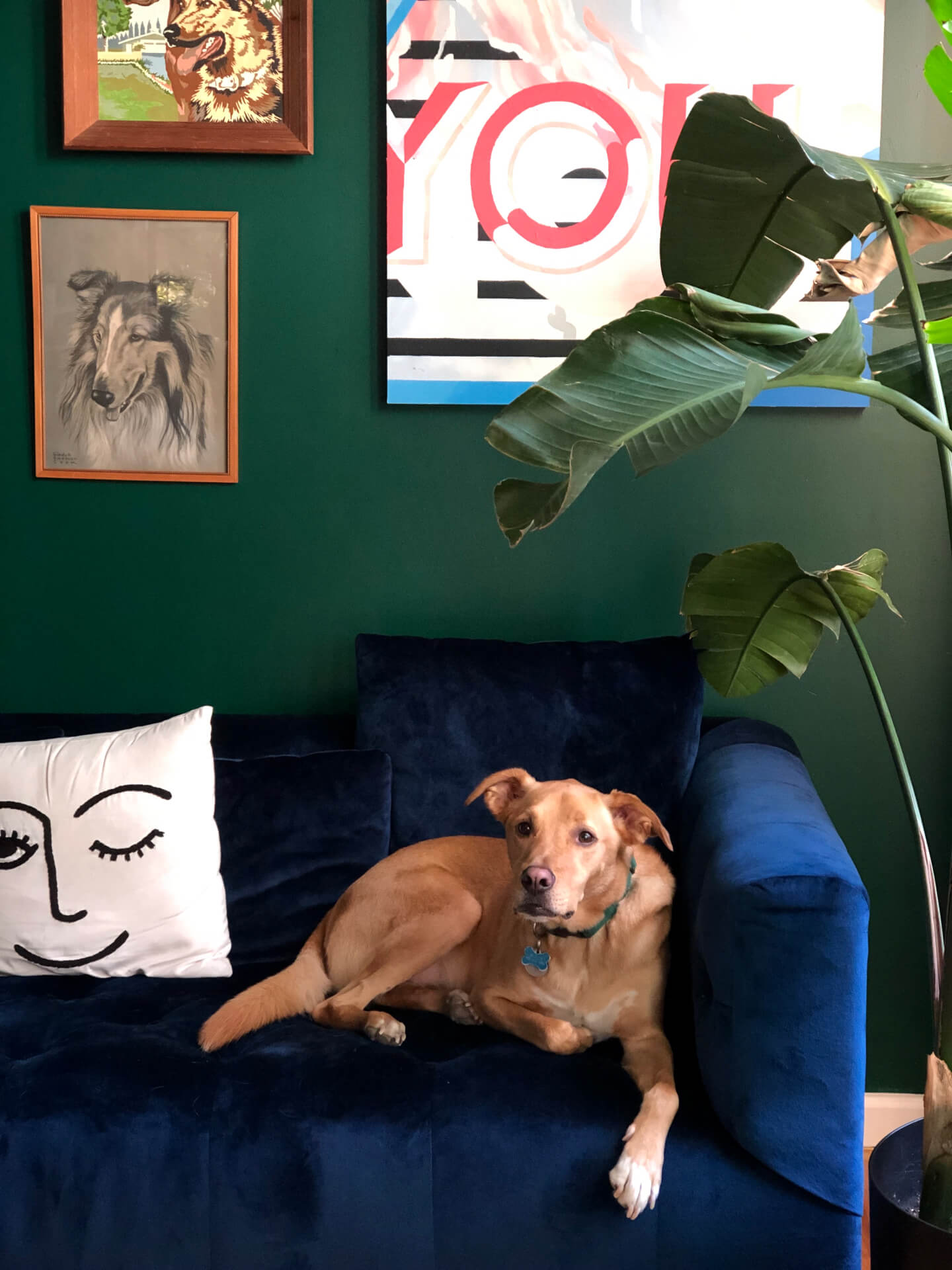 A cute dog sits on a velvet blue couch, in front of paintings of dogs, next to a bird of paradise plant